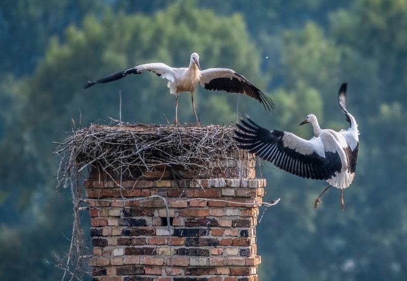 Expert Chimney Animal Removal in El Monte, CA Professional Chimney Animal Removal Services in El Monte, California