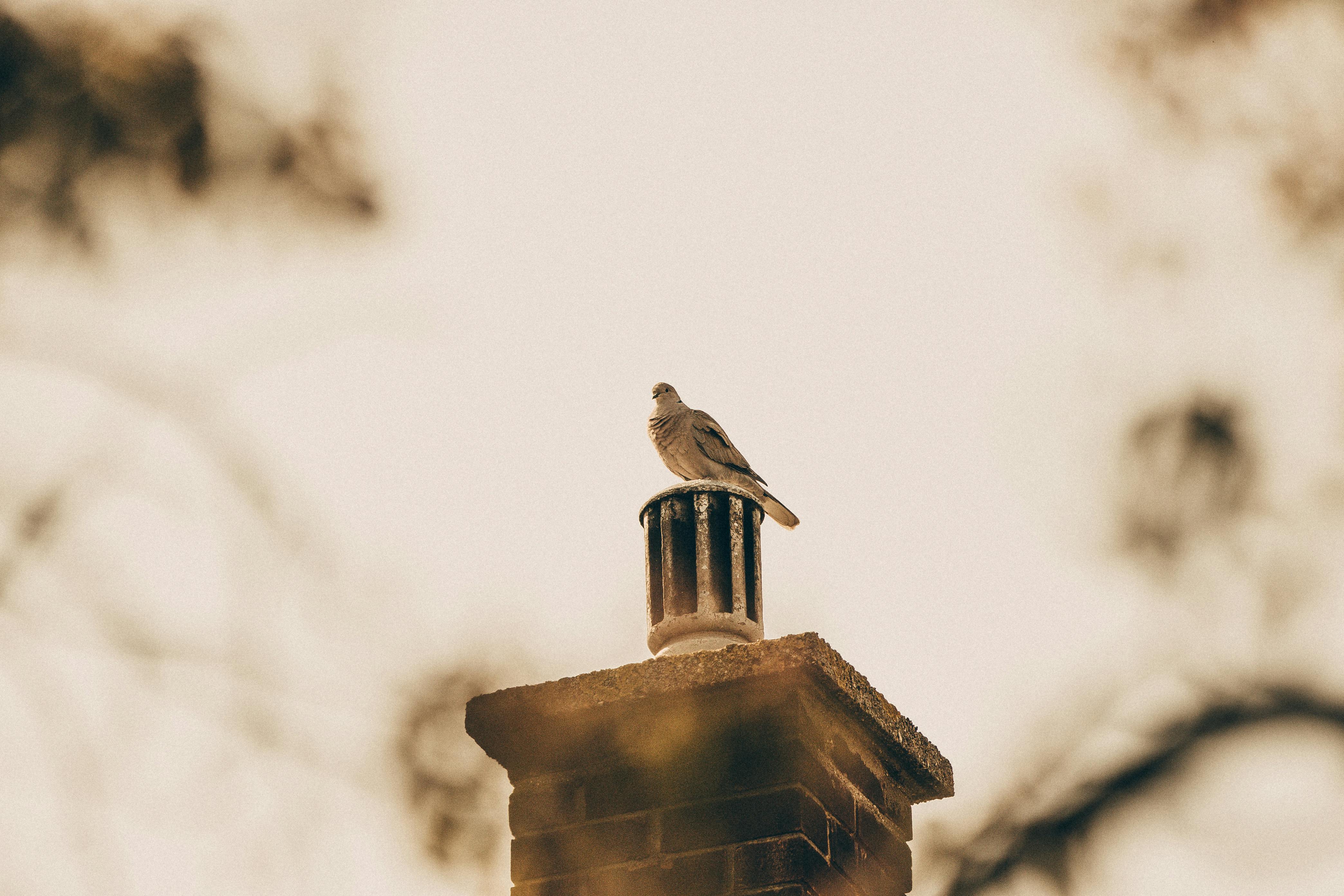 Expert Chimney Cap Installation in El Monte, California